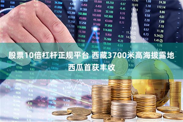 股票10倍杠杆正规平台 西藏3700米高海拔露地西瓜首获丰收